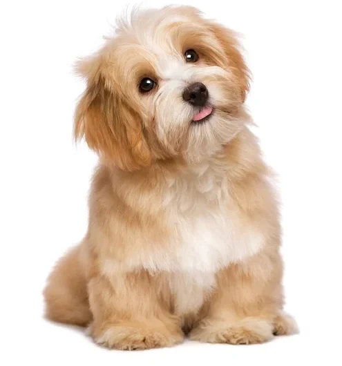 Συγκλονιστική διάσωση σκύλου με χαρτόκουτο στη Βραζιλία