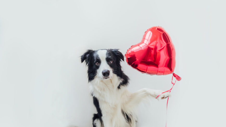 Τι να κάνετε αν το κατοικίδιο σας δεν συμπαθεί τον νέο σας σύντροφο;