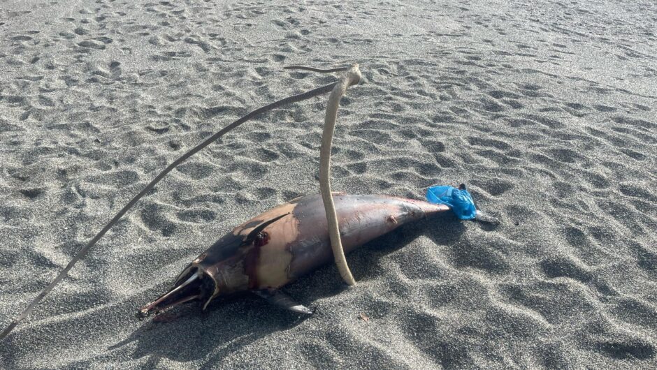 Νεκρό δελφινάκι ξεβράστηκε στα παράλια της Λάρισας – Συγκεντρώθηκε κόσμος στο σημείο (φωτο)