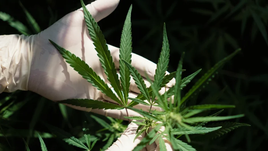 Η επιστήμη το επιβεβαιώνει: Η κάνναβη είναι ένα δυνατό όπλο κατά του πόνου