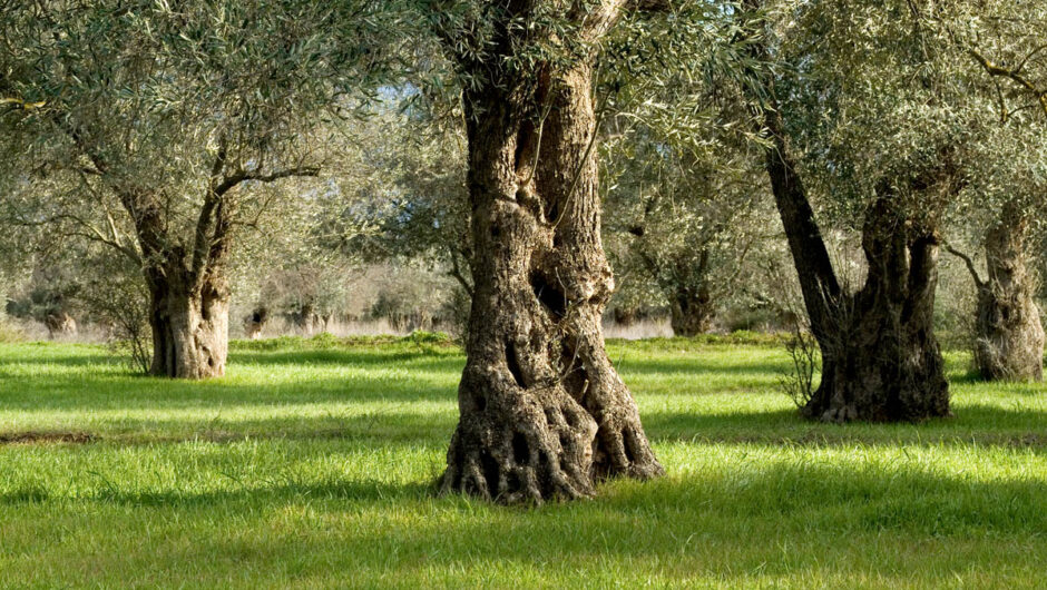 Επιτήδειοι έκοψαν δένδρα στον αιωνόβιο ελαιώνα Τσαριτσάνης – Κατέστρεψαν μέρος του δάσους 400 ετών