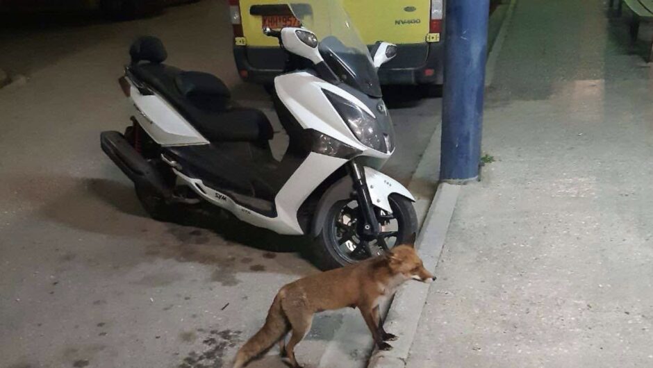 Λάρισα: «Κατοικίδιο» του ΕΚΑΒ τείνει να γίνει μια πεινασμένη αλεπού που δείχνει αδυναμία στους διασώστες… (φωτο – βίντεο)