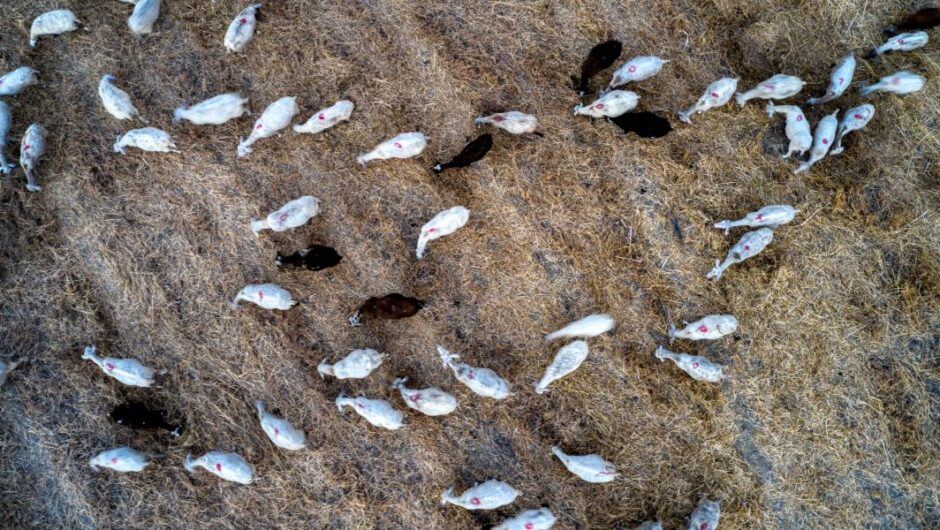 Μαγνησία / Νέα ύποπτα κρούσματα ευλογιάς σε κτηνοτροφική μονάδα