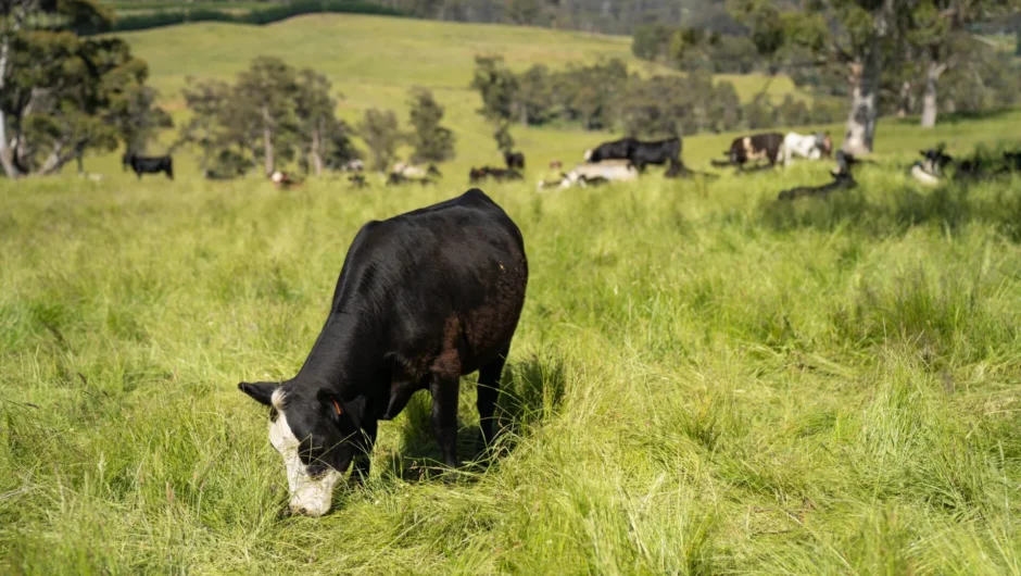 ΟΠΕΚΕΠΕ: Το σχέδιο Τσιάρα για «καθαρές» επιδοτήσεις – Τι αλλάζει με τη μεταβίβαση στην ΑΑΔΕ