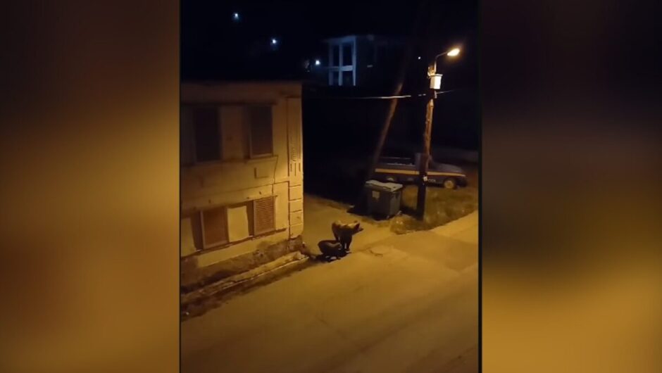 Κοζάνη: Αρκούδα με αρκουδάκι κυκλοφορεί μέσα σε χωριό (βίντεο)