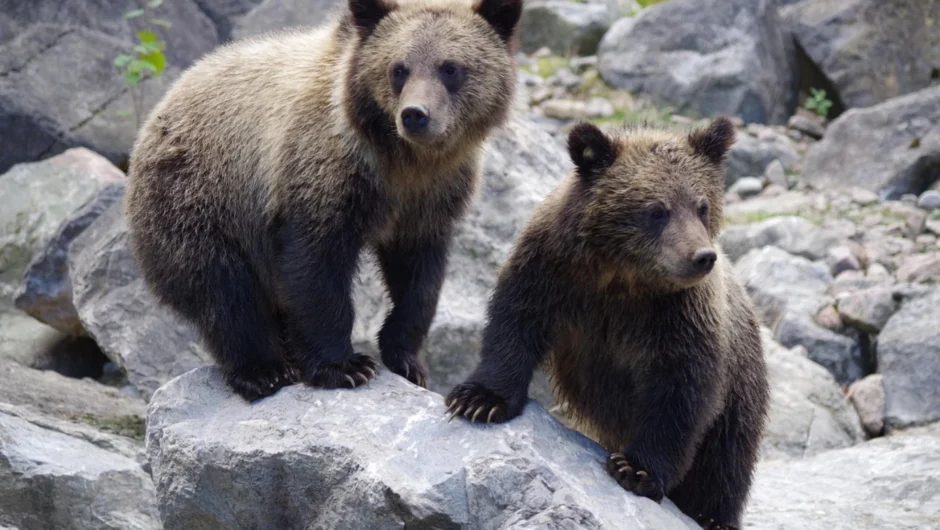 Βρετανία: Δύο αρκουδάκια το έσκασαν από ζωολογικό κήπο και έτρεξαν… σε αποθήκη για να φάνε μέλι