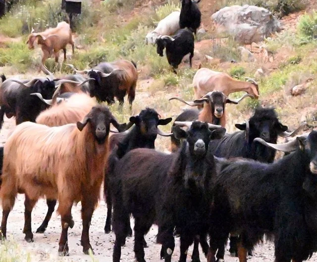 ΒΓΗΚΑΝ ΤΑ ΓΙΔΙΑ ΑΠ’ ΤΟ ΜΑΝΤΡΙ… ΤΟΥ ΟΠΕΚΕΠΕ