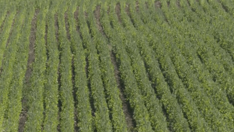 Κινόα: Η καλλιέργεια του μέλλοντος για τη Θεσσαλία;