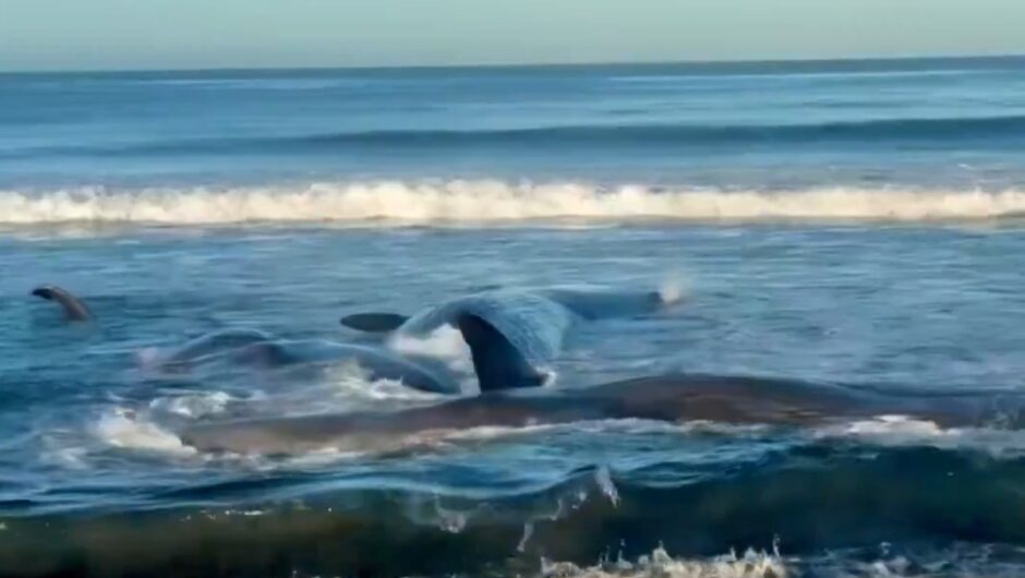 Φάλαινες ξεβράστηκαν στις ακτές της Ιαπωνίας – «Παγκόσμιο τσουνάμι» από τον σεισμό στη Ρωσία [βίντεο]