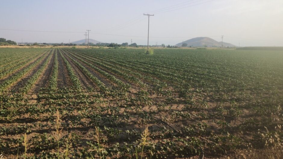 SOS για την κλιματική αλλαγή – «Περιοχές σαν τη Θεσσαλία, κινδυνεύουν με ερημοποίηση»