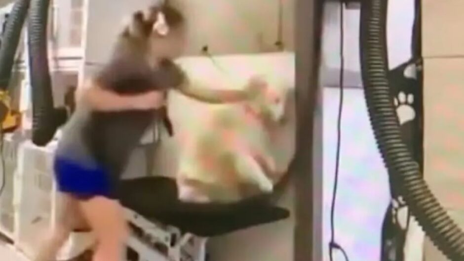 Βίντεο-σοκ: Κακοποίηση σκύλων από εργαζόμενη σε κομμωτήριο κατοικιδίων – Τα γρονθοκοπούσε και τα πετούσε στον τοίχο