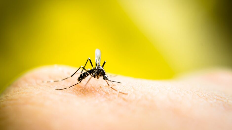 Κουνούπια: 7 συμβουλές που θα σώσουν από τα ενοχλητικά τσιμπήματα