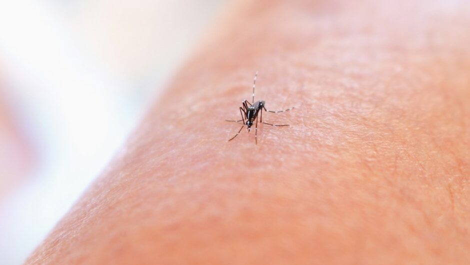 Τσίμπημα από κουνούπι: Η φλούδα του φρούτου που θα σε ανακουφίσει και είχες για πέταμα