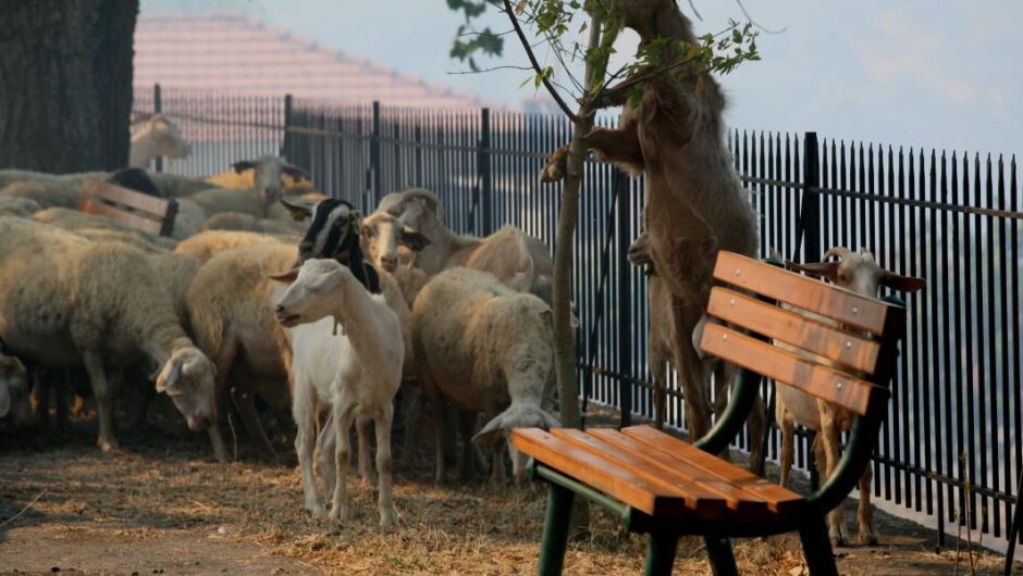 Σκάνδαλο ΟΠΕΚΕΠΕ: Λίγα ταληράκια ακόμα