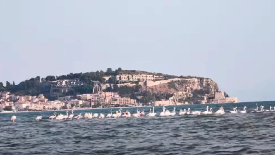 Δεκάδες ροζ φλαμίνγκο στο Ναύπλιο – Δείτε φωτογραφίες