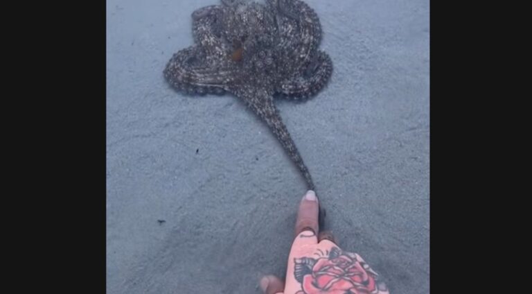 Συγκινητικό βίντεο: Χταπόδι «ευχαριστεί» την οικογένεια που το έσωσε