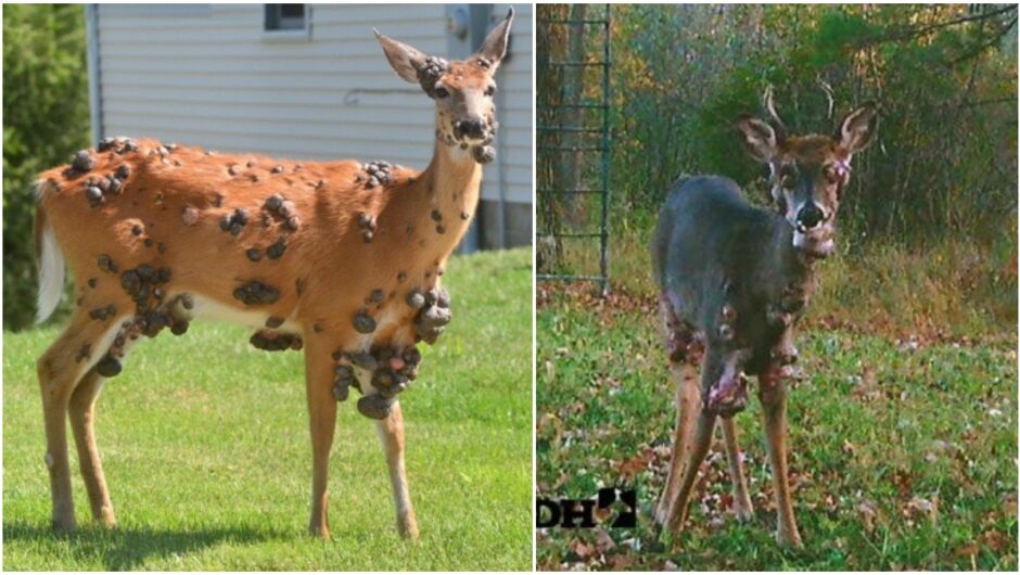 «Μεταλλαγμένα» ελάφια με τεράστια εξογκώματα στις ΗΠΑ – Ανατριχιαστικές εικόνες