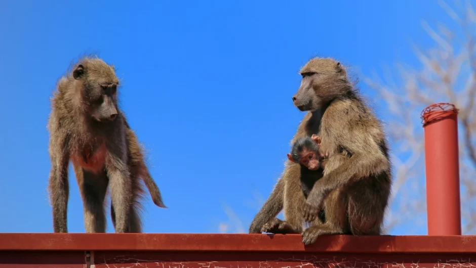 Οργή σε ζωολογικό κήπο στη Γερμανία: Θανάτωσαν μπαμπουίνους και τους τάισαν στα λιοντάρια λόγω υπερπληθυσμού