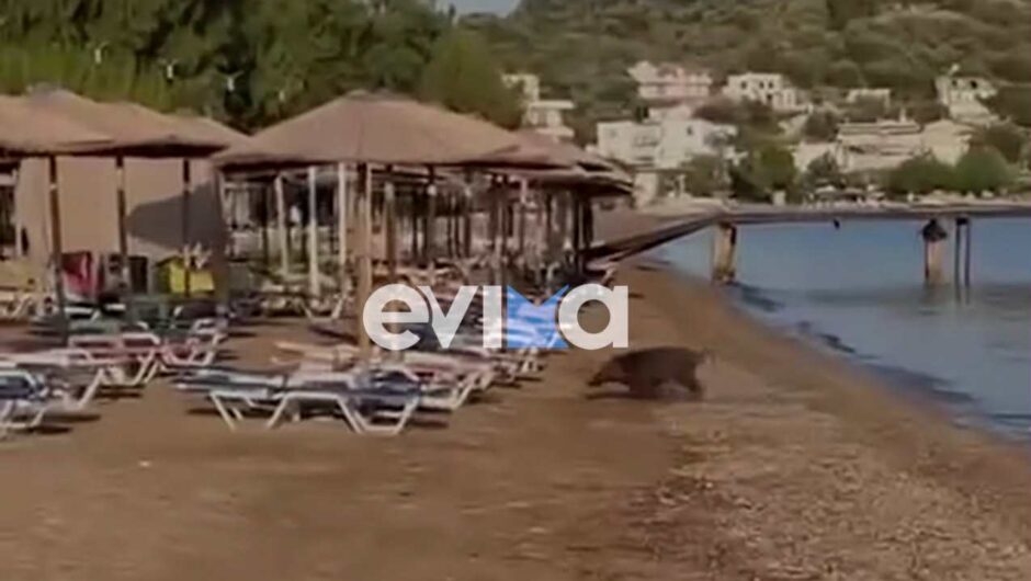 Βίντεο: Αγριογούρουνο κολυμπάει σε παραλία της Εύβοιας