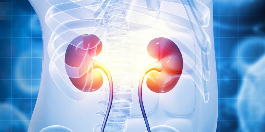 Ένα βήμα πιο κοντά στη δημιουργία νεφρού στο εργαστήριο