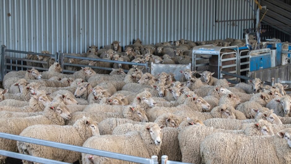 Κ. Τσιάρας: Υπάρχουν κτηνοτρόφοι που κρύβουν την ευλογιά