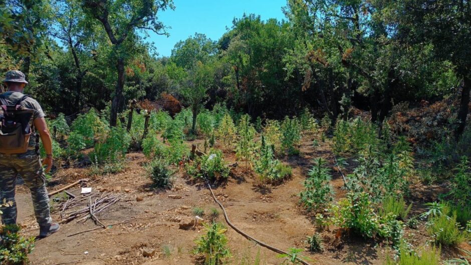 Οι χασισοφυτείες «μαμούθ» και η «χαμαλίκα» των αστυνομικών