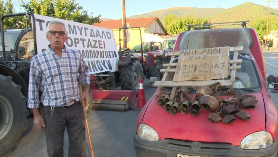 «Έχω δυο τάφους στον στάβλο, έμεινα εγώ, η γκλίτσα και τα κουδούνια…» – Ξεχειλίζει από οργή και αγανάκτηση κτηνοτρόφος από το Συκούριο (βίντεο)