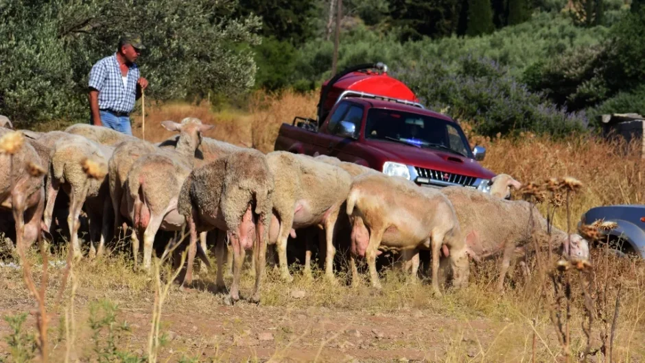 ΟΠΕΚΕΠΕ: Κρητικό γλέντι είχαν στήσει οι γαλάζιες ακρίδες