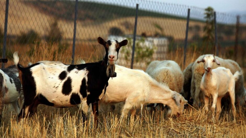 Ευλογιά αιγοπροβάτων / Εκτός ελέγχου – Αγανάκτηση και απόγνωση από τους κτηνοτρόφους