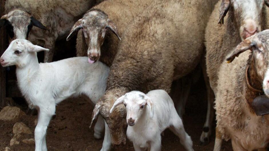 Ευλογιά αιγοπροβάτων / Σχέδια χωρίς προσωπικό και δομικές αλλαγές – Τα ερωτήματα