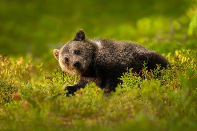 Λιχούδης αρκούδος έφαγε πολλά φρούτα και… κατέληξε στο νοσοκομείο