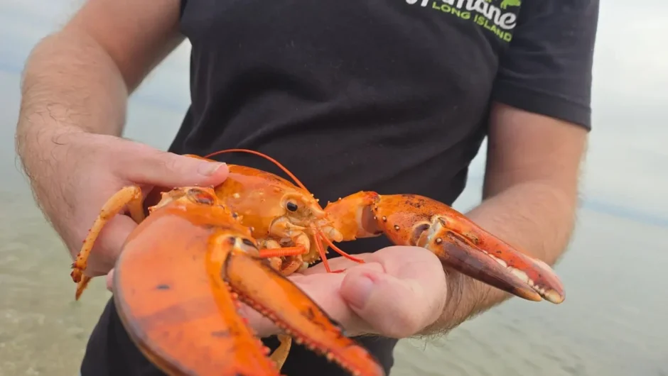 Ένας εξαιρετικά σπάνιος αστακός γλίτωσε από το πιάτο και επέστρεψε στη θάλασσα
