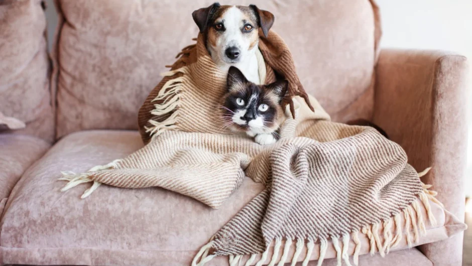 Aν έχετε κατοικίδια στο σπίτι, έτσι θα εξουδετερώσετε τις μυρωδιές και θα κρατήσετε μόνο τη χαρά