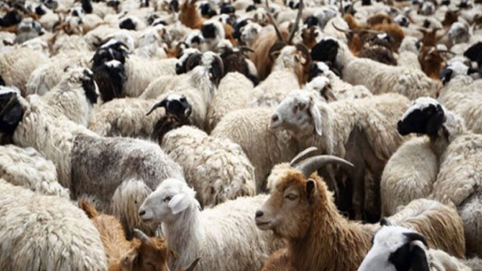 Ευλογιά των αιγοπροβάτων: 350 εκατ. ευρώ οι απώλειες – Συναγερμός για την επιβίωση της ελληνικής κτηνοτροφίας