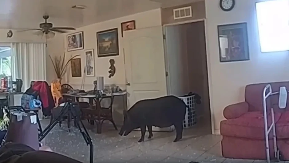 Αγριογούρουνο μπούκαρε σε σπίτι σπάζοντας την πόρτα – Οι αρχές «πάλεψαν» για να το απομακρύνουν
