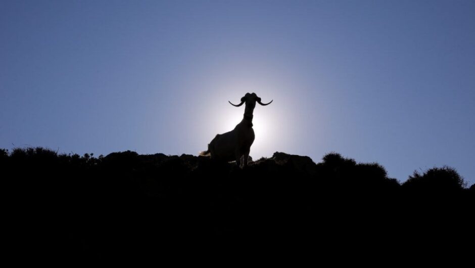 Να σωθούν τα πρόβατα ή η φέτα; Να γίνει εμβόλιο ή όχι; – Το κρίσιμο δεκαήμερο της ελληνικής κτηνοτροφίας