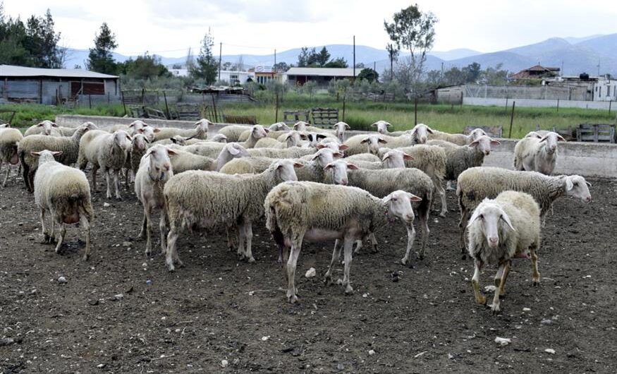 «Θανατώθηκαν και τα χίλια μου ζώα»- Η αποσιώπηση της επέλασης της ευλογιάς εξοργίζει τους κτηνοτρόφους