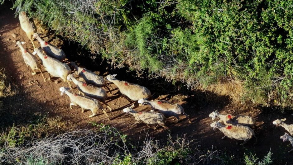 ΛΑ.ΣΥ Θεσσαλίας: Η ευλογιά των αιγοπροβάτων εξαπλώνεται στην Θεσσαλία – Τεράστιες ευθύνες κυβέρνησης και περιφερειακής αρχής Κουρέτα