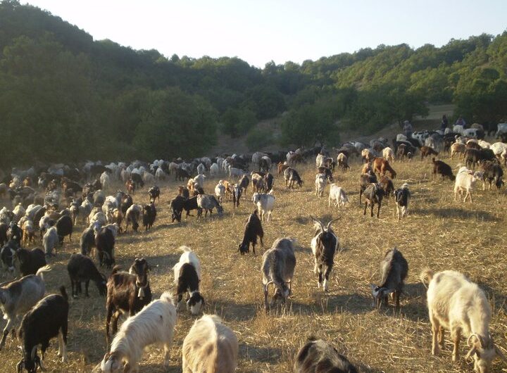 «Βράζει» ο κτηνοτροφικός κόσμος για την ευλογιά των αιγοπροβάτων – «Χιλιάδες ζώα θανατώνονται καθημερινά»