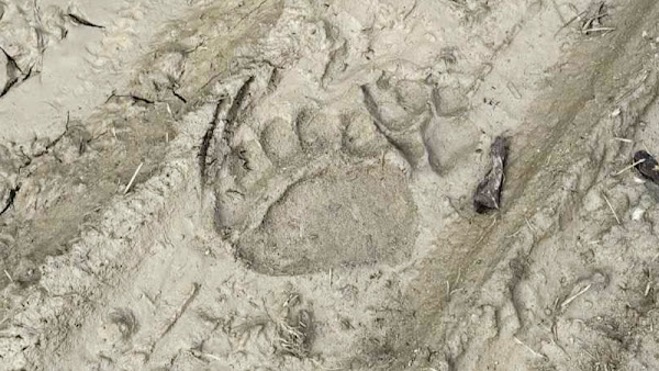 Ίχνη αρκούδας κοντά στο Αναψυκτήριο Ελασσόνας – Προειδοποίηση από τον Κυνηγετικό Σύλλογο (φωτ.)