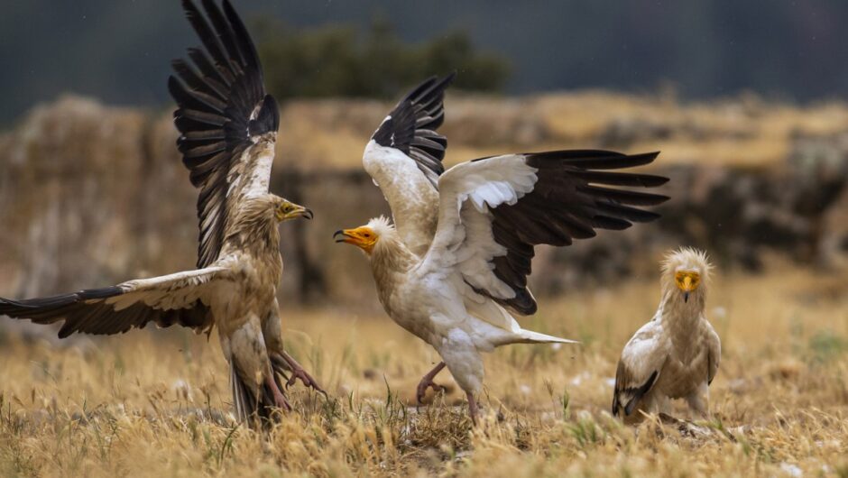 Η άγρια ζωή μάχεται για την επιβίωσή της: Ο Ασπροπάρης και ο Λύκος απέναντι στα δολώματα και τις άλλες απειλές