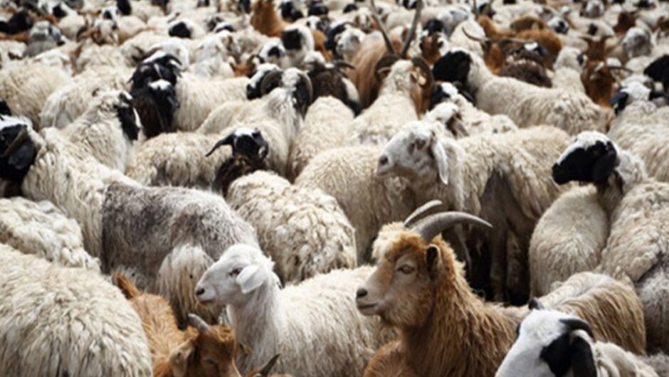 Επιστολή αγανάκτησης από κτηνοτρόφο