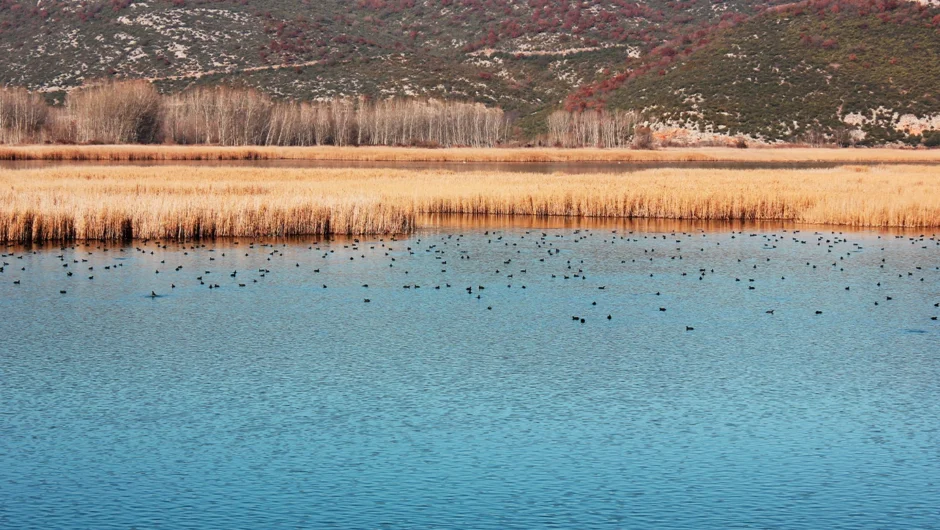 Ένα υπέροχο σκηνικό στη «λίμνη των κύκνων» έξω από την Έδεσσα