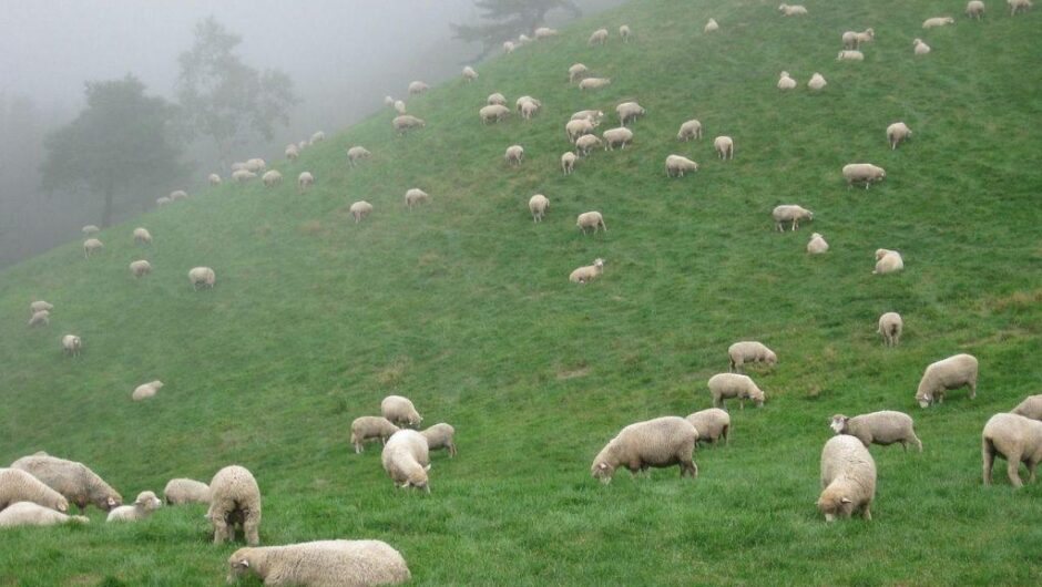 Σε απόγνωση οι κτηνοτρόφοι με την ευλογιά των προβάτων – Πιέσεις στις τιμές της φέτας