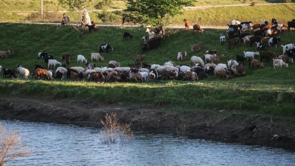 Ευλογιά αιγοπροβάτων / Κτηνοτρόφοι προς κυβέρνηση: Επιτέλους, καθίστε και δουλέψτε
