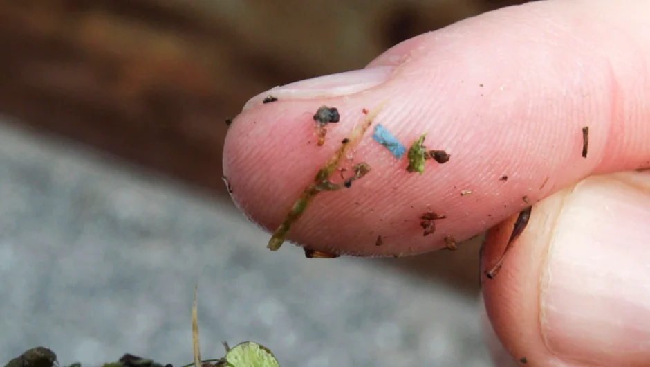 Μικροπλαστικά στο αίμα, τον εγκέφαλο και τα έντερα –  Πώς εισχωρούν στο σώμα και ο κίνδυνος για την υγεία