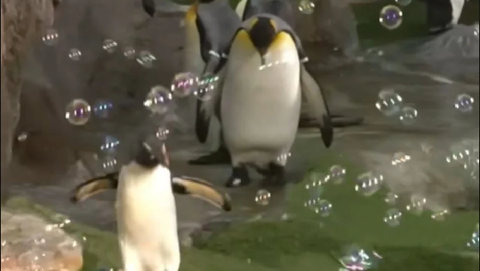Πιγκουίνοι πηδούν να πιάσουν… σαπουνόφουσκες στον ζωολογικό κήπο στο Μισούρι -Το viral βιντεο