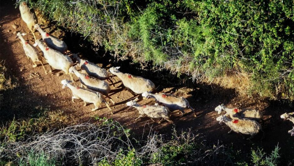 Αποζημιώσεις για ημετέρους, απόγνωση για τους άλλους κτηνοτρόφους