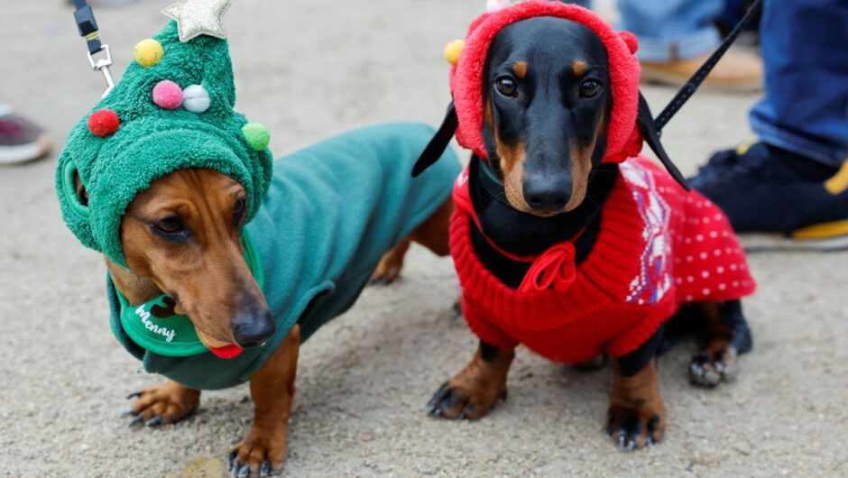 Παρίσι: Γιατί βγήκαν ομαδικά στους δρόμους τα τετράποδα…. λουκάνικα