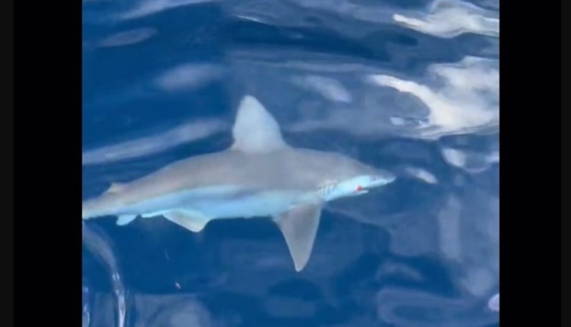 Αργολίδα: «Μάχη» ψαρά με καρχαρία (Βίντεο)